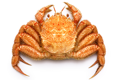 Hairy Crab