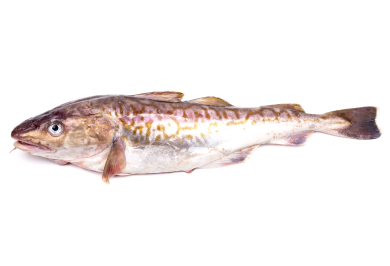 Line-Caught Pacific Cod