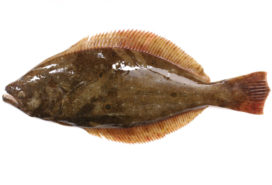 Wild Olive Flounder