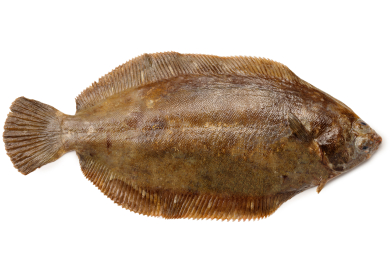 Marbled Flounder