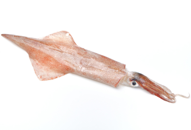 Spear Squid