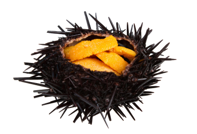 Ezo Purple Sea Urchin