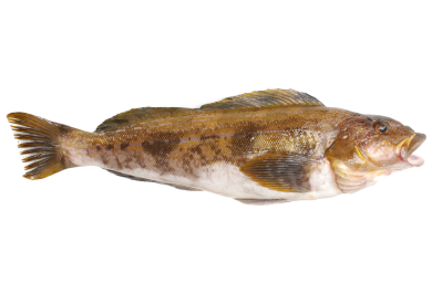 Greenling