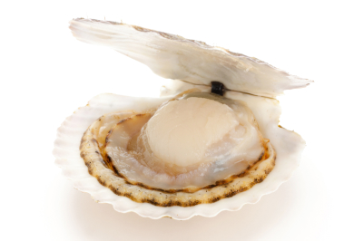 Hokkaido Scallops
