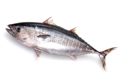Pacific Bluefin Tuna