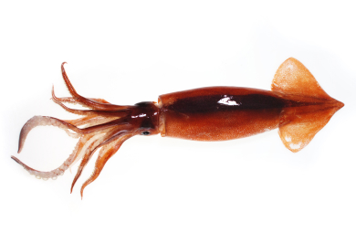 Japanese Flying Squid