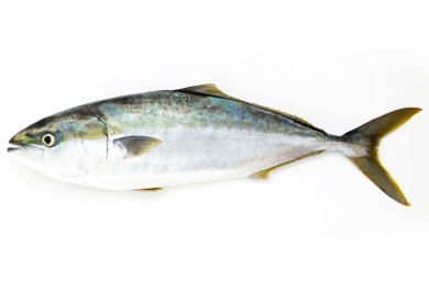 Wild Yellowtail