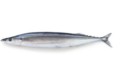 Pacific Saury