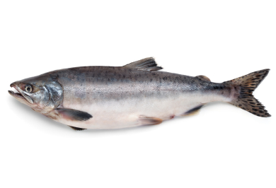 Wild Salmon